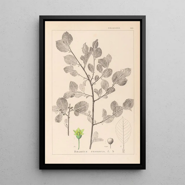 Louis Antoine Cusin - Herbier de la flore franaise Pl0156.webp