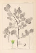 Herbier de la flore française Pl0156 - Louis Antoine Cusin — vy av konstverket