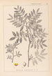 Herbier de la flore française Pl0157 - Louis Antoine Cusin — vy av konstverket