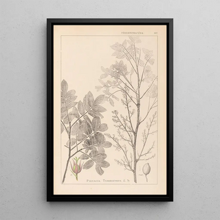 Louis Antoine Cusin - Herbier de la flore franaise Pl0158.webp