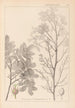 Herbier de la flore française Pl0158 - Louis Antoine Cusin — vy av konstverket