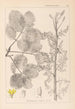 Herbier de la flore française Pl0159 - Louis Antoine Cusin — vy av konstverket