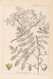 Herbier de la flore française Pl0160 - Louis Antoine Cusin — vy av konstverket
