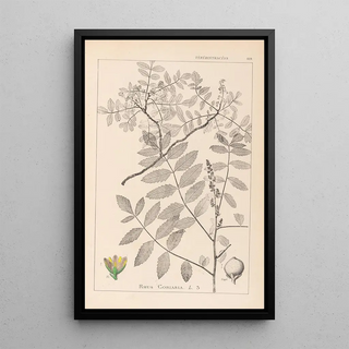 Louis Antoine Cusin - Herbier de la flore franaise Pl0160.webp