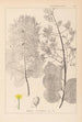 Herbier de la flore française Pl0161 - Louis Antoine Cusin — vy av konstverket