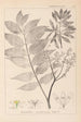 Herbier de la flore française Pl0162 - Louis Antoine Cusin — vy av konstverket