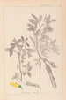 Herbier de la flore française Pl0163 - Louis Antoine Cusin — vy av konstverket