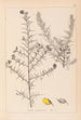 Herbier de la flore française Pl0164 - Louis Antoine Cusin — vy av konstverket