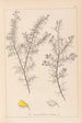 Herbier de la flore française Pl0165 - Louis Antoine Cusin — vy av konstverket