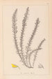 Herbier de la flore française Pl0166 - Louis Antoine Cusin — vy av konstverket