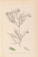 Herbier de la flore française Pl0167 - Louis Antoine Cusin — vy av konstverket