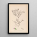 Herbier de la flore française Pl0167 - Louis Antoine Cusin — inramlat konstverk på väggen