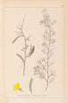 Herbier de la flore française Pl0168 - Louis Antoine Cusin — vy av konstverket