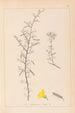 Herbier de la flore française Pl0169 - Louis Antoine Cusin — vy av konstverket