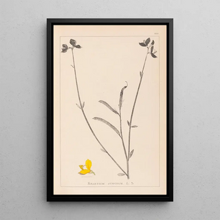 Louis Antoine Cusin - Herbier de la flore franaise Pl0170.webp