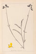Herbier de la flore française Pl0170 - Louis Antoine Cusin — vy av konstverket