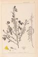Herbier de la flore française Pl0171 - Louis Antoine Cusin — vy av konstverket