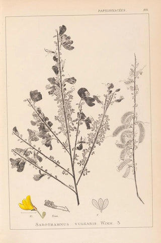 Louis Antoine Cusin - Herbier de la flore franaise Pl0171.webp