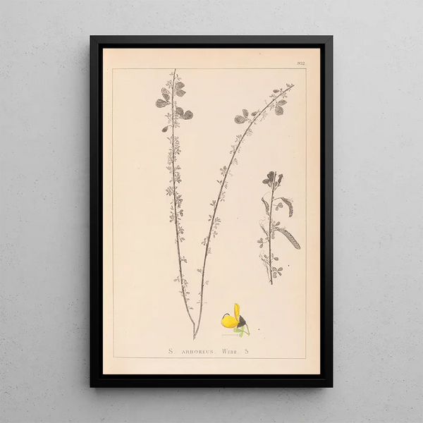 Louis Antoine Cusin - Herbier de la flore franaise Pl0172.webp
