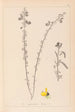 Herbier de la flore française Pl0172 - Louis Antoine Cusin — vy av konstverket