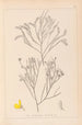 Herbier de la flore française Pl0173 - Louis Antoine Cusin — vy av konstverket
