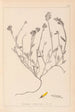 Herbier de la flore française Pl0174 - Louis Antoine Cusin — vy av konstverket