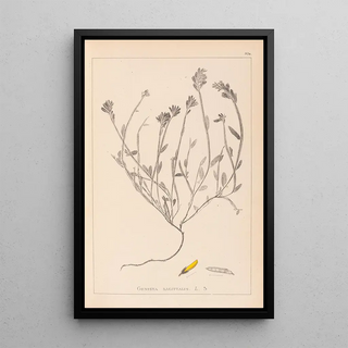 Louis Antoine Cusin - Herbier de la flore franaise Pl0174.webp