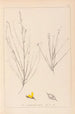 Herbier de la flore française Pl0175 - Louis Antoine Cusin — vy av konstverket