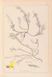Herbier de la flore française Pl0176 - Louis Antoine Cusin — vy av konstverket