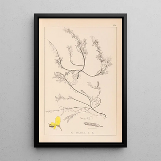 Louis Antoine Cusin - Herbier de la flore franaise Pl0176.webp