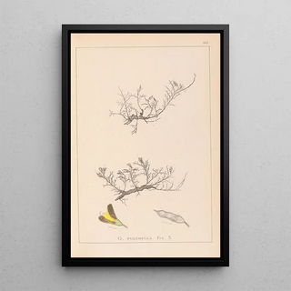 Louis Antoine Cusin - Herbier de la flore franaise Pl0177.webp