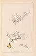 Herbier de la flore française Pl0177 - Louis Antoine Cusin — vy av konstverket