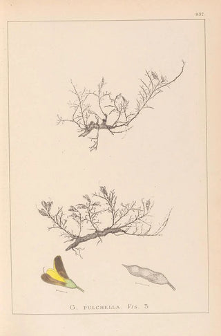 Louis Antoine Cusin - Herbier de la flore franaise Pl0177.webp