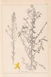 Herbier de la flore française Pl0178 - Louis Antoine Cusin — vy av konstverket