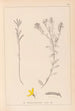 Herbier de la flore française Pl0179 - Louis Antoine Cusin — vy av konstverket