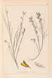 Herbier de la flore française Pl0180 - Louis Antoine Cusin — vy av konstverket