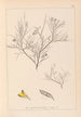 Herbier de la flore française Pl0181 - Louis Antoine Cusin — vy av konstverket