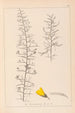 Herbier de la flore française Pl0182 - Louis Antoine Cusin — vy av konstverket