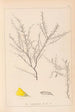 Herbier de la flore française Pl0183 - Louis Antoine Cusin — vy av konstverket