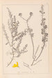 Herbier de la flore française Pl0184 - Louis Antoine Cusin — vy av konstverket