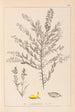 Herbier de la flore française Pl0185 - Louis Antoine Cusin — vy av konstverket