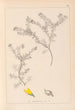 Herbier de la flore française Pl0186 - Louis Antoine Cusin — vy av konstverket