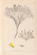 Herbier de la flore française Pl0187 - Louis Antoine Cusin — vy av konstverket