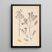 Herbier de la flore française Pl0188 - Louis Antoine Cusin — inramlat konstverk på väggen