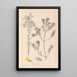 Louis Antoine Cusin - Herbier de la flore franaise Pl0188.webp