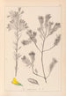 Herbier de la flore française Pl0188 - Louis Antoine Cusin — vy av konstverket