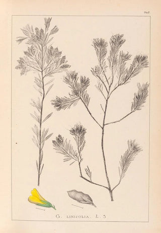 Louis Antoine Cusin - Herbier de la flore franaise Pl0188.webp