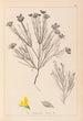 Herbier de la flore française Pl0189 - Louis Antoine Cusin — vy av konstverket