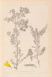 Herbier de la flore française Pl0190 - Louis Antoine Cusin — vy av konstverket