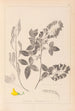 Herbier de la flore française Pl0191 - Louis Antoine Cusin — vy av konstverket